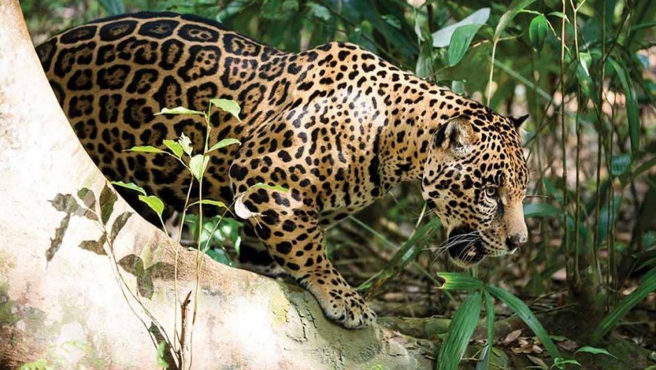 El jaguar es un animal en riesgo de extinción y se ha visto en los últimos días en Mexico. 